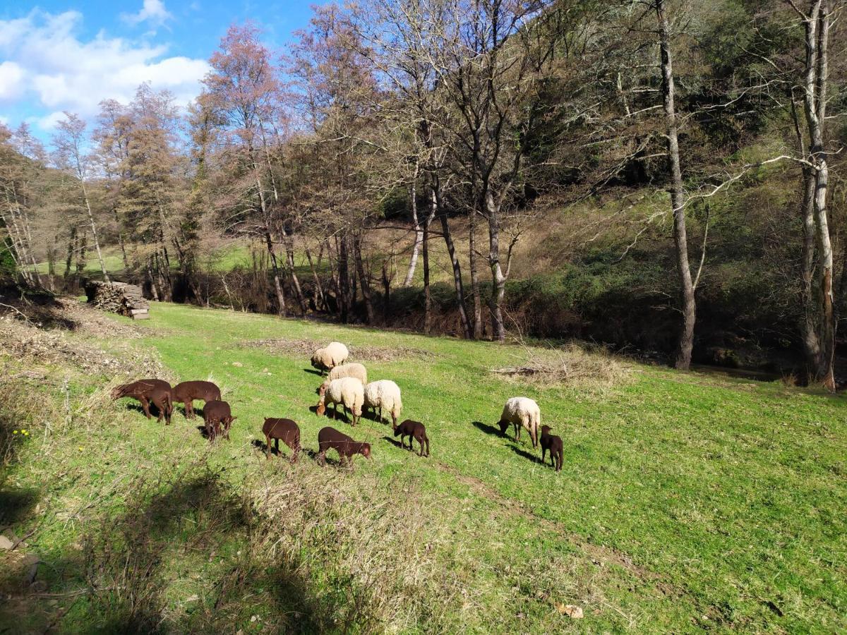 Chambre Cevennes: Piscine, Lamas, Riviere Cros  Екстериор снимка